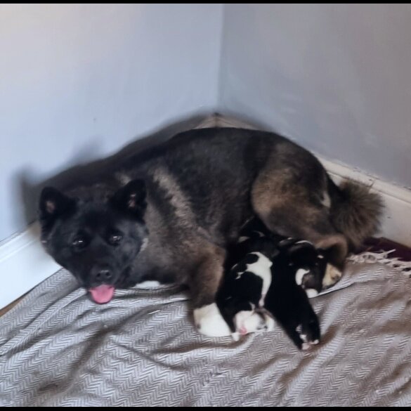 Akita - Dogs