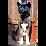 Akita - Dogs