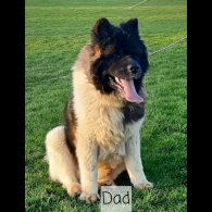 Akita - Dogs