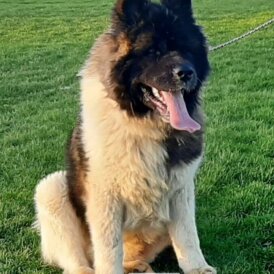 Akita - Dogs