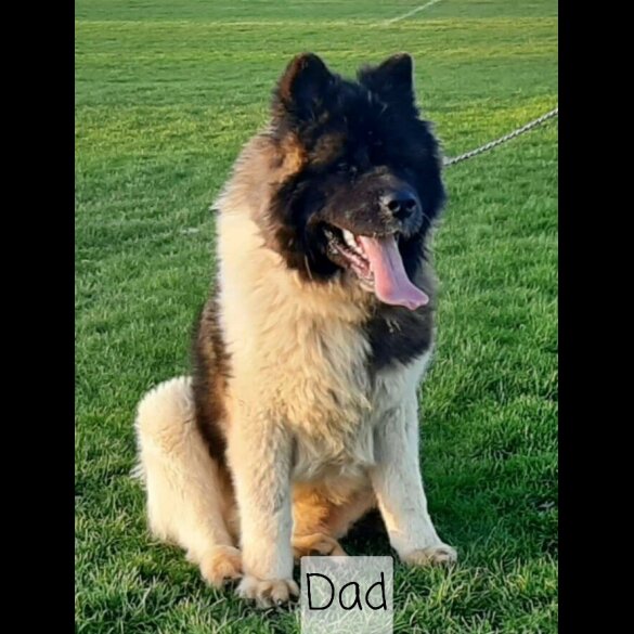 Akita - Dogs