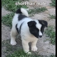 Akita - Dogs