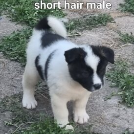 Akita - Dogs