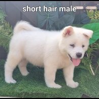 Akita - Dogs