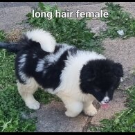 Akita - Dogs