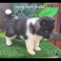 Akita - Dogs