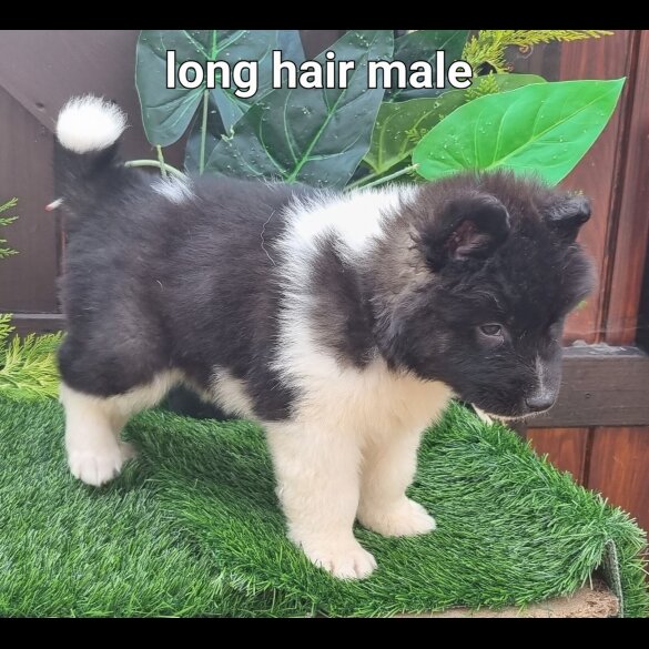 Akita - Dogs