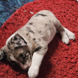 Akita - Both