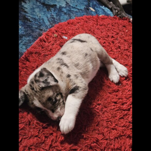 Akita - Both