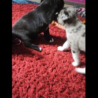 Akita - Both