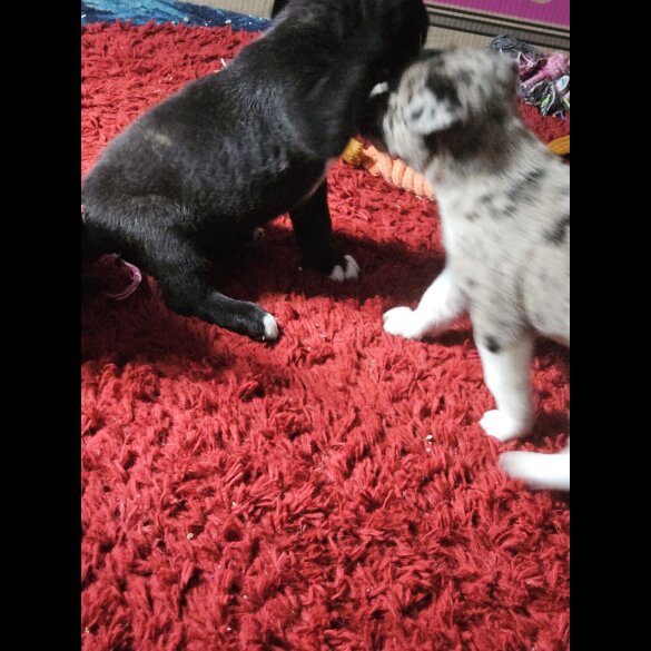 Akita - Both
