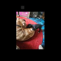 Akita - Both