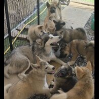 Akita - Both