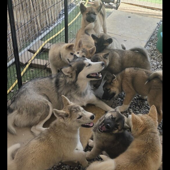Akita - Both