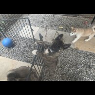 Akita - Both