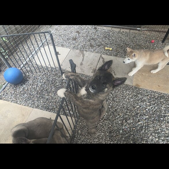 Akita - Both
