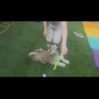 Akita - Both