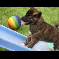 Akita - Both