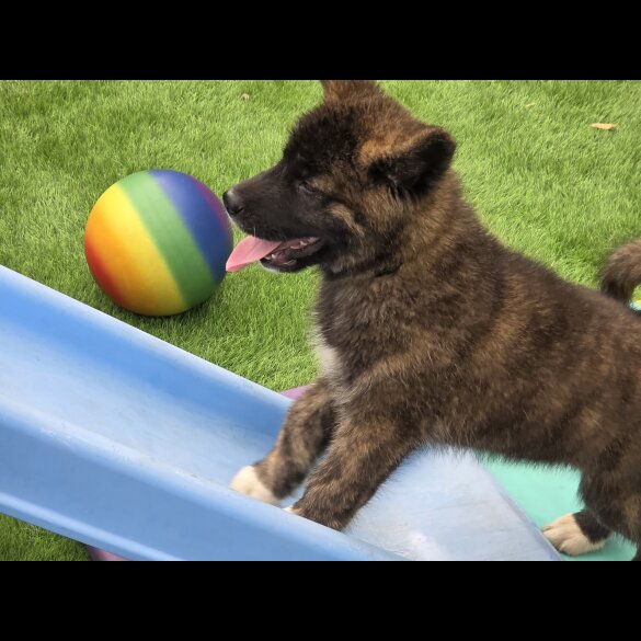 Akita - Both
