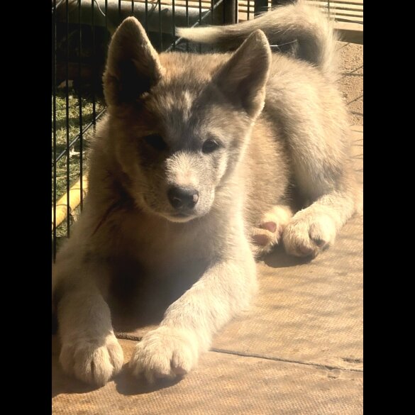 Akita - Both