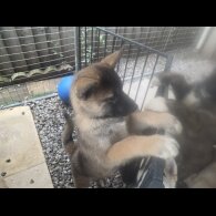 Akita - Both