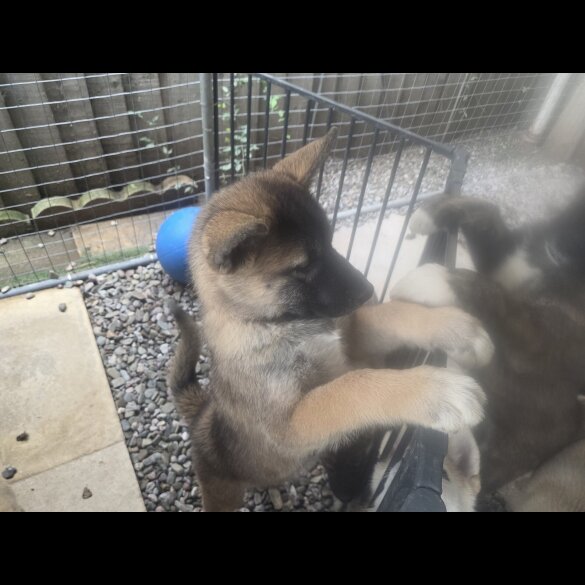 Akita - Both