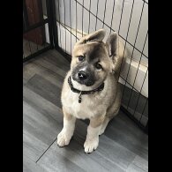 Akita - Both