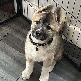 Akita - Both