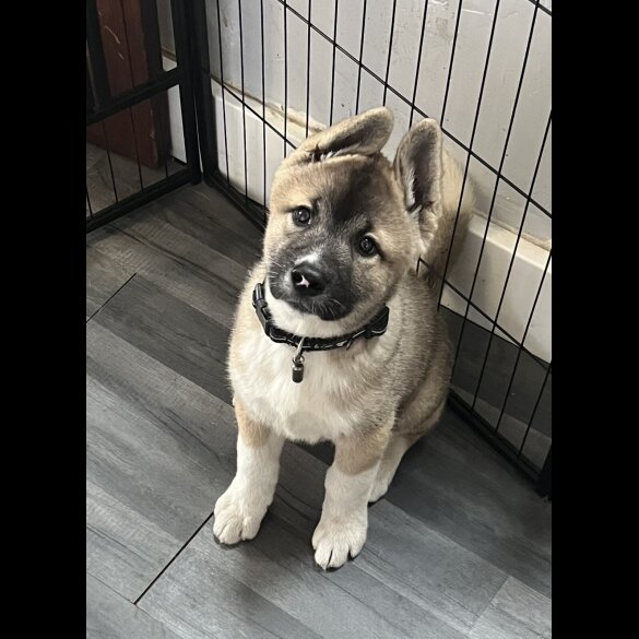 Akita - Both