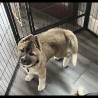 Akita - Both