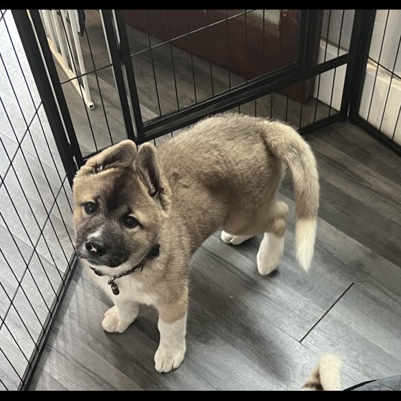 Akita - Both
