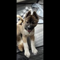 Akita - Both