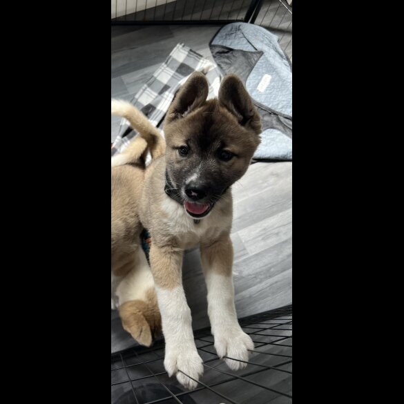 Akita - Both