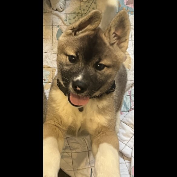 Akita - Both