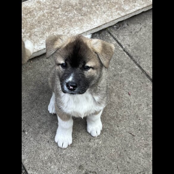 Akita - Both