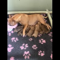 Staffordshire Bull Terrier - Both