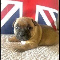 Staffordshire Bull Terrier - Both