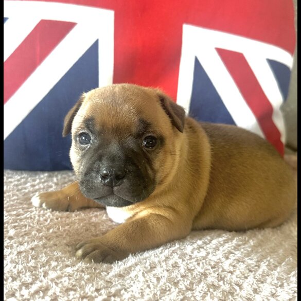 Staffordshire Bull Terrier - Both
