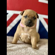 Staffordshire Bull Terrier - Both