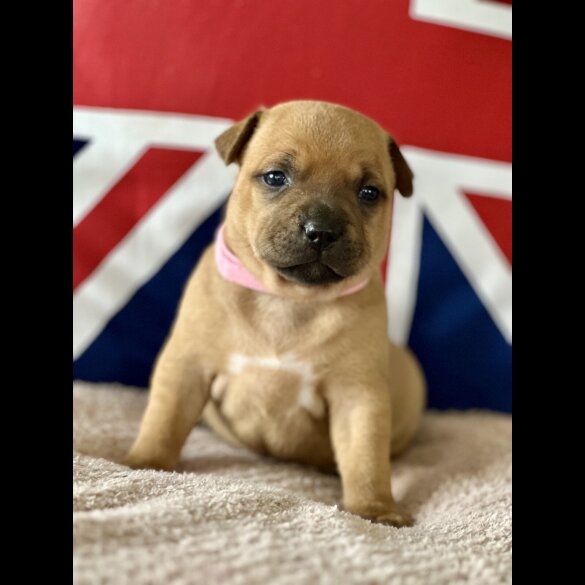 Staffordshire Bull Terrier - Both