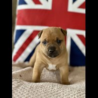 Staffordshire Bull Terrier - Both