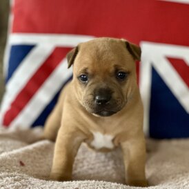 Staffordshire Bull Terrier - Both