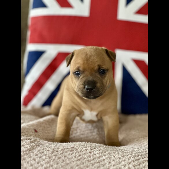 Staffordshire Bull Terrier - Both