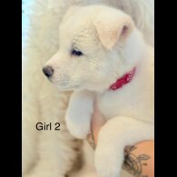 Akita - Both