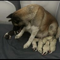 Akita - Both