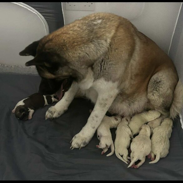 Akita - Both