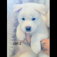 Akita - Both
