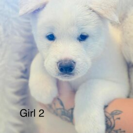 Akita - Both