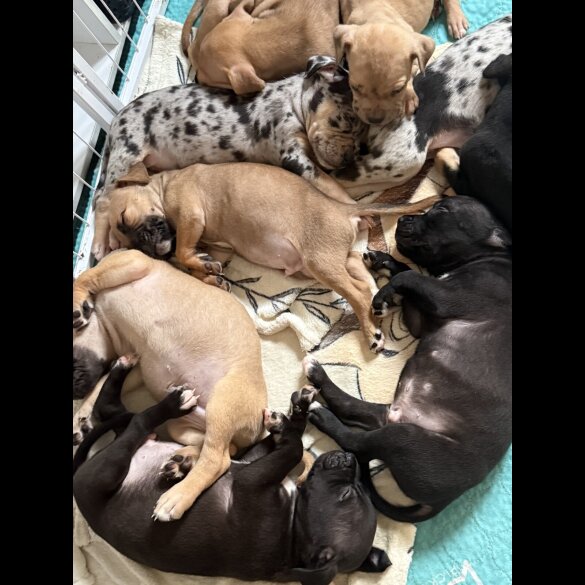 Staffordshire Bull Terrier - Both