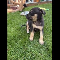 Staffordshire Bull Terrier - Both